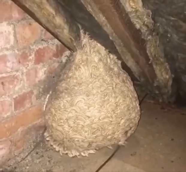 Man Thinks He Found “Hornets” Nest In Attic – Turns Pale When He Realizes What’s Inside